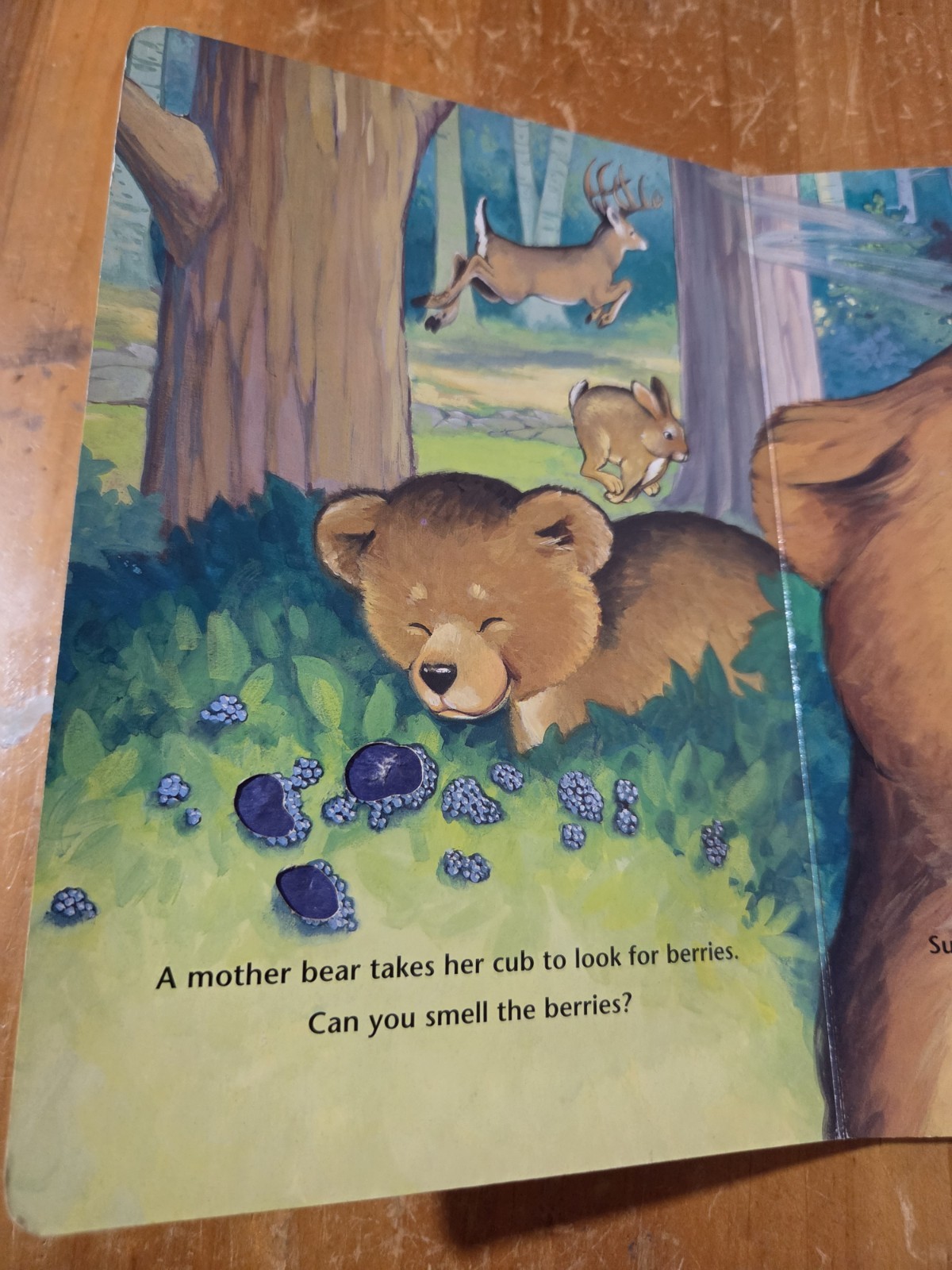 Smokey Bear’s Touch and Feel Forest – 0525460314, board book, Andrea Waitt