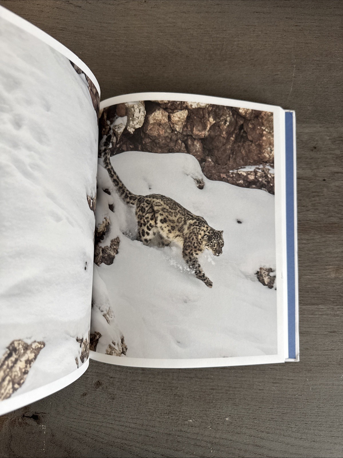 La panthère des neiges par Vincent Munier et Sylvain Tesson (French Edition) HC