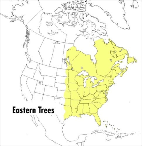 George A. Petrides Peterson Field Guide To Eastern Trees, A (Paperback)