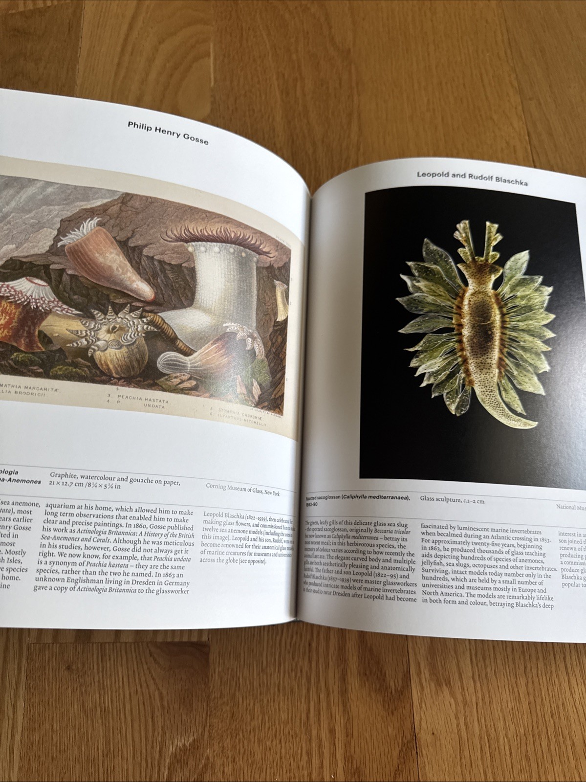 Animal : Exploring the Zoological World by Phaidon Editors (2018, Hardcover)